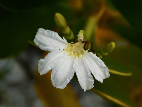 Scaevola plumieri — photo