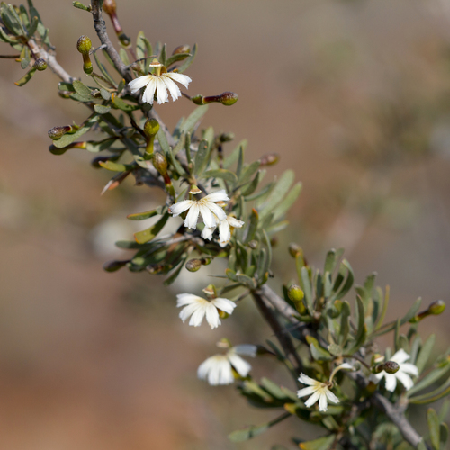 Scaevola spinescens (Prickly Fanflower) — photo