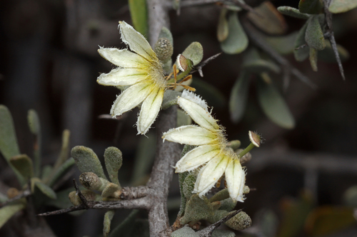 Scaevola spinescens