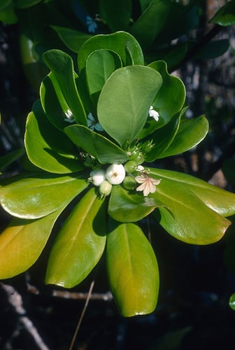 Scaevola taccada (Fan flower) — photo