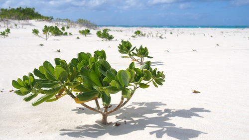 Scaevola taccada (Fan flower) — photo