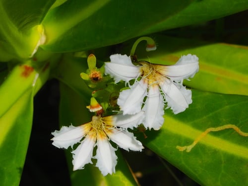 Scaevola taccada