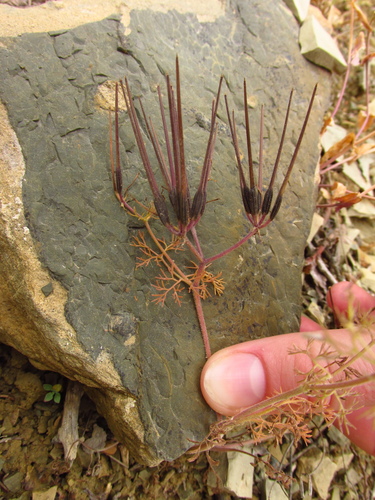 Scandix grandiflora