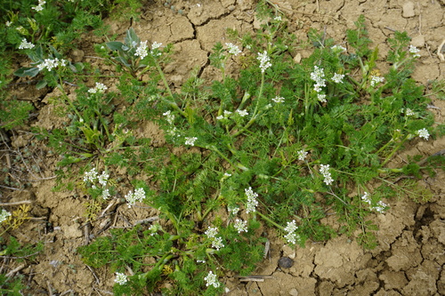 Scandix iberica (Shepherd's needle) — photo