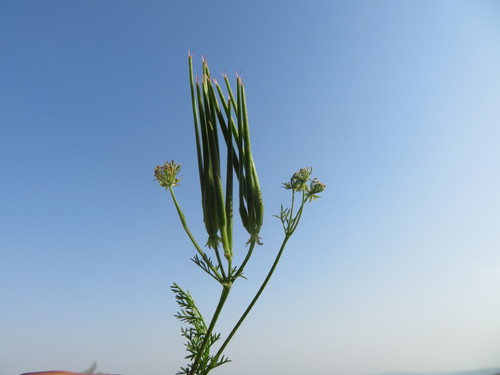 Scandix iberica