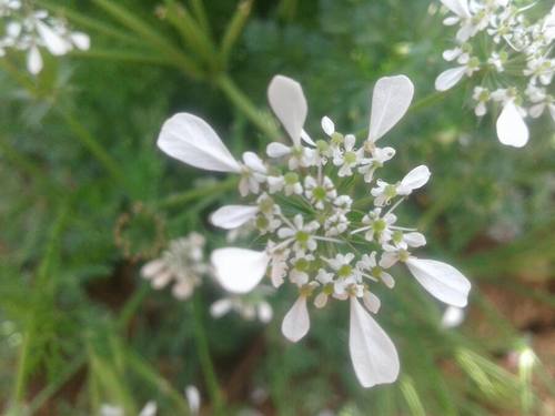 Scandix iberica (Shepherd's needle) — photo