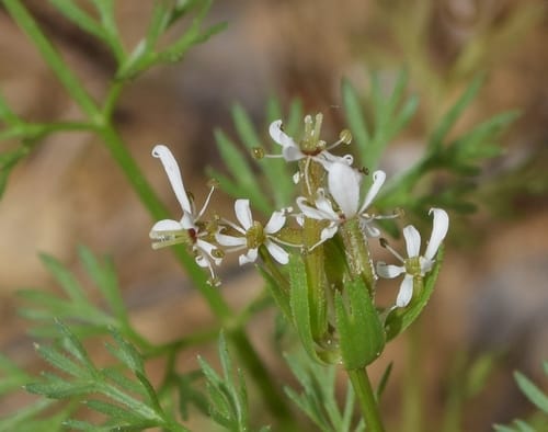 Scandix pecten-veneris (Shepherd's needle) — photo