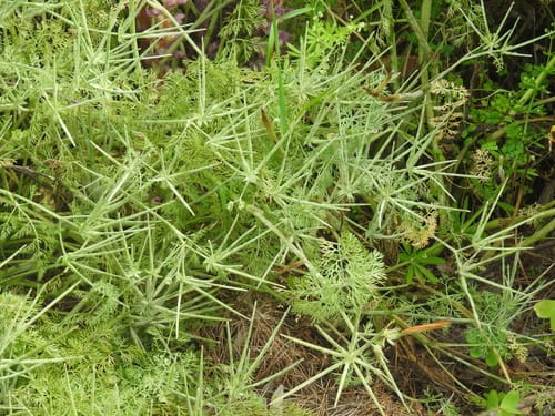 Scandix stellata — photo