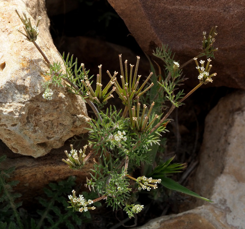 Scandix stellata