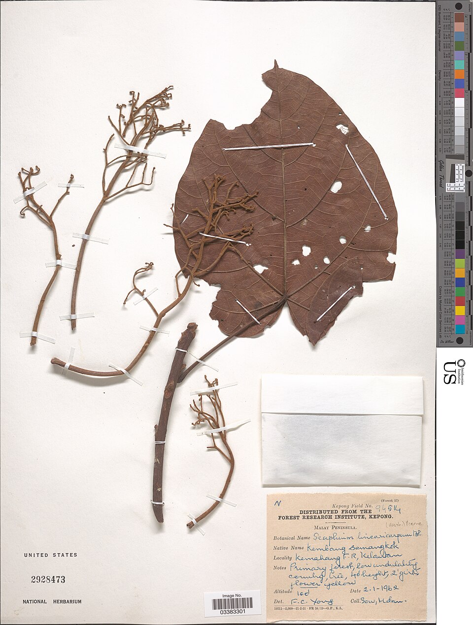 Scaphium linearicarpum