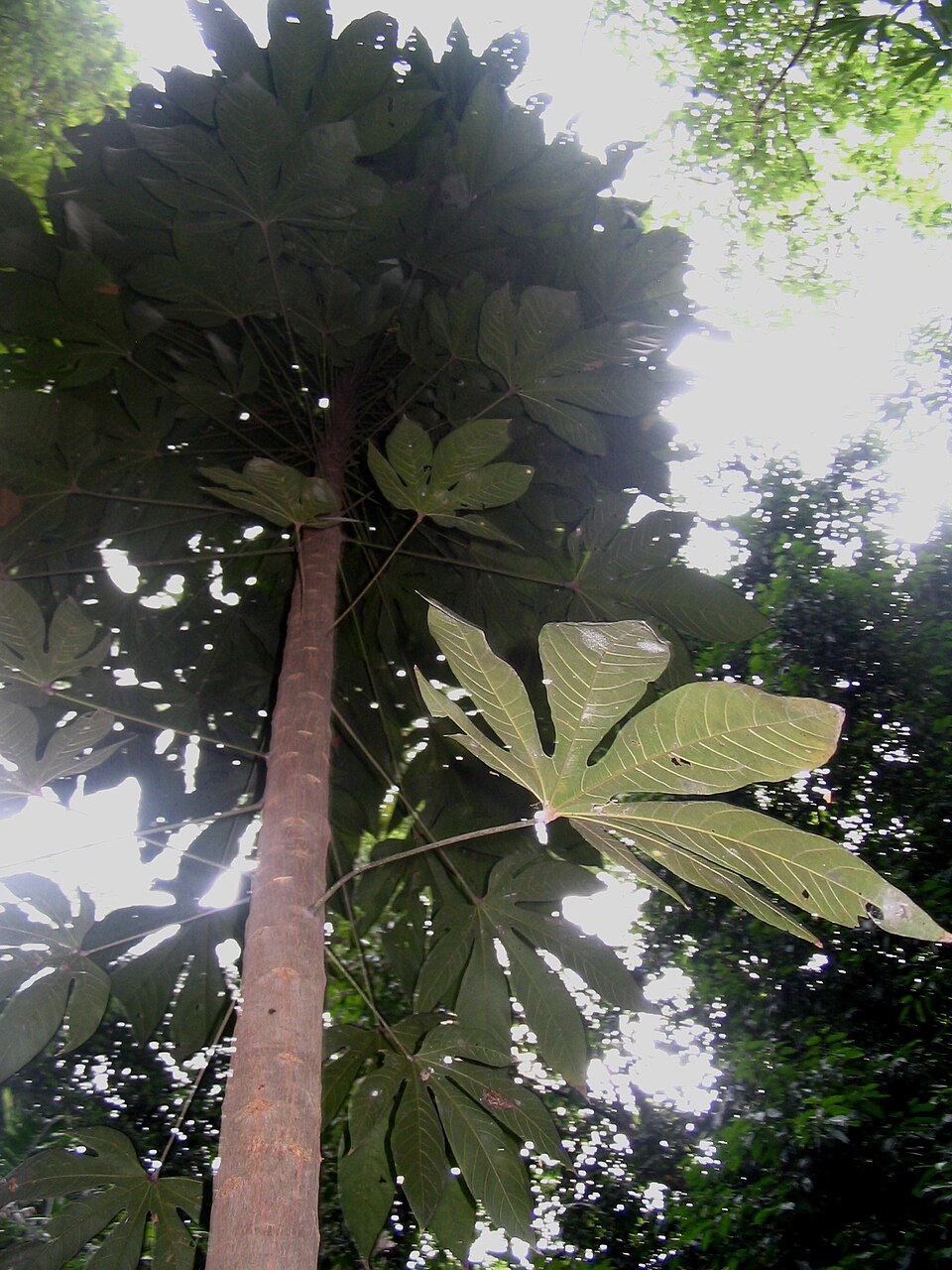 Scaphium longiflorum