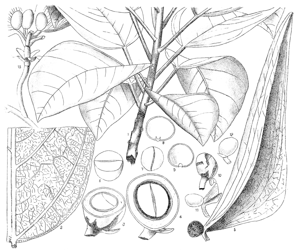 Scaphium scaphigerum
