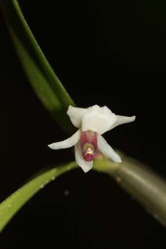 Scaphyglottis prolifera — photo