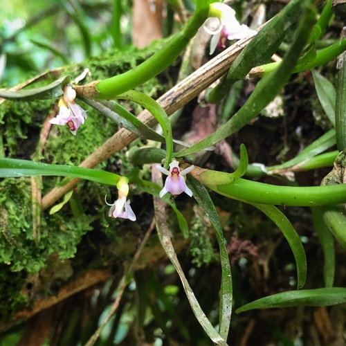 Scaphyglottis prolifera
