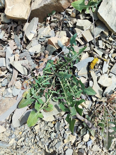 Scariola viminea (Kedi citligi) — photo