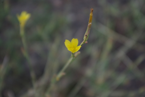 Scariola viminea (Kedi citligi) — photo