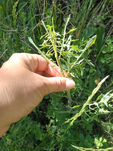 Scariola viminea