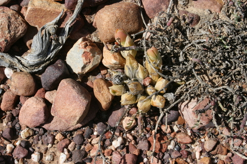 Sceletium tortuosum — photo