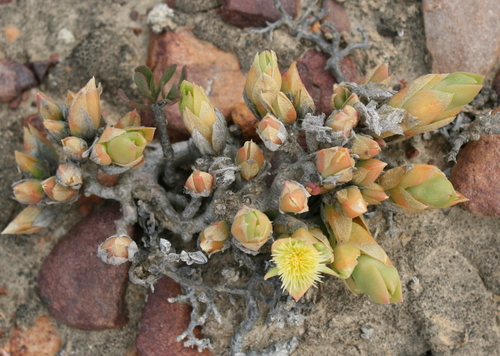 Sceletium tortuosum