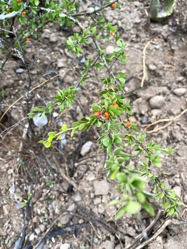 Schaefferia cuneifolia — photo
