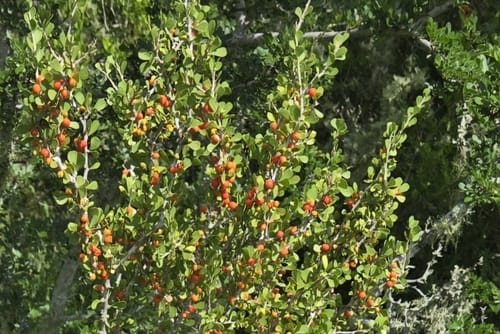 Schaefferia cuneifolia — photo