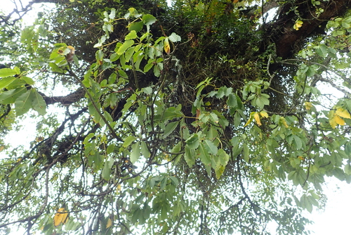 Schefflera abyssinica — photo