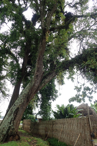 Schefflera abyssinica — photo