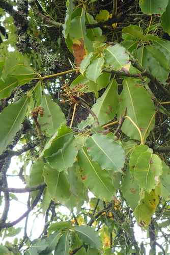 Schefflera abyssinica