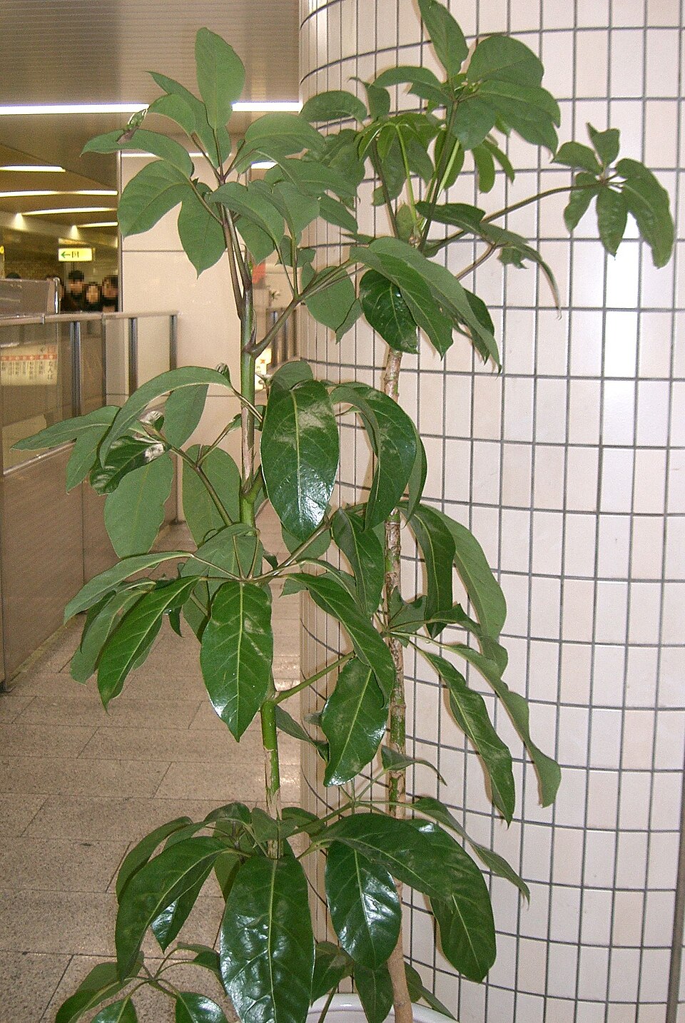Schefflera alpina — photo
