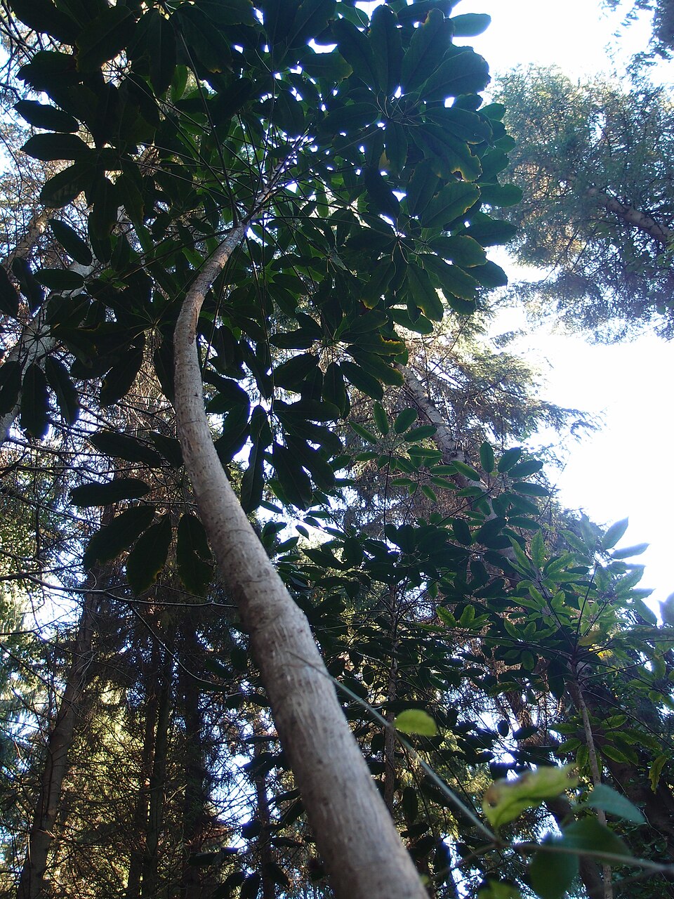 Schefflera alpina
