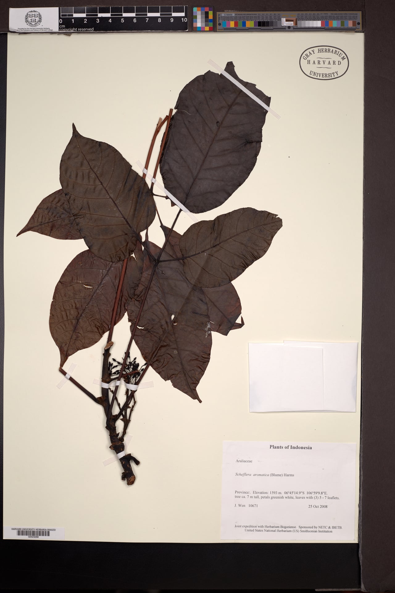Schefflera aromatica (Umbell tree schefflera) — photo