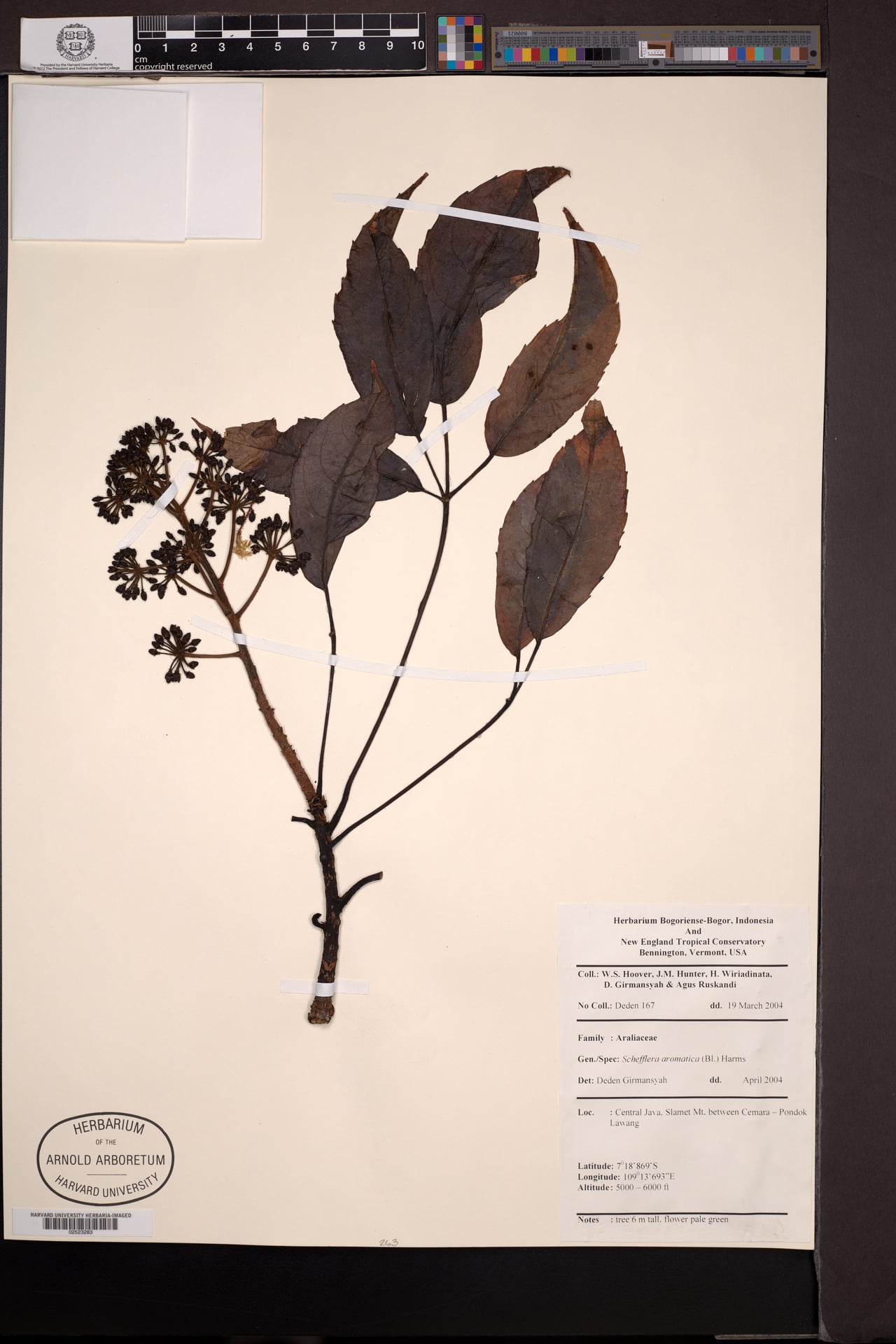 Schefflera aromatica (Umbell tree schefflera) — photo