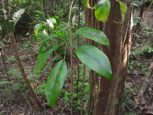 Schefflera elliptica — photo