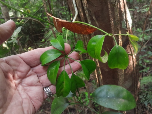 Schefflera elliptica — photo