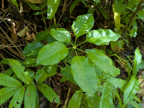 Schefflera elliptica