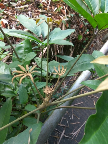 Schefflera heptaphylla — photo