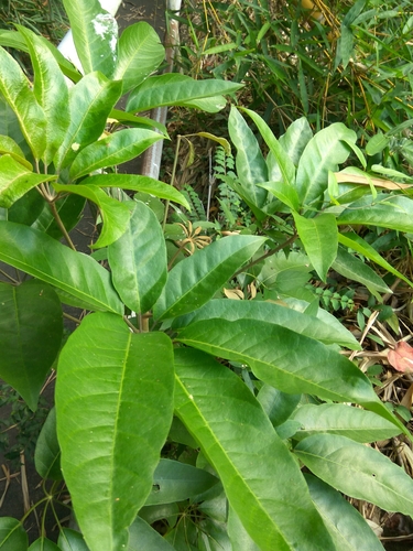 Schefflera octophylla — photo