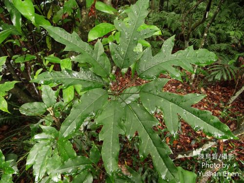 Schefflera octophylla