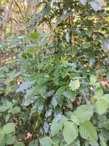 Schefflera umbellifera — photo