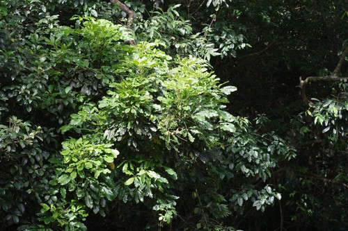 Schefflera umbellifera — photo