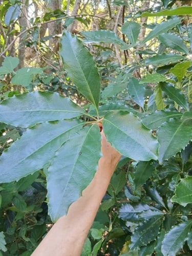 Schefflera umbellifera