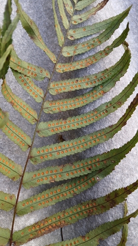 Schellolepis subauriculata (White Caterpillar Fern) — photo