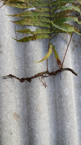 Schellolepis subauriculata (White Caterpillar Fern) — photo