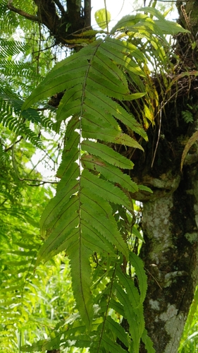 Schellolepis subauriculata