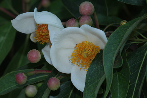 Schima wallichii