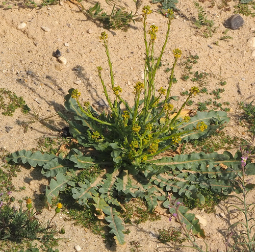 Schimpera arabica