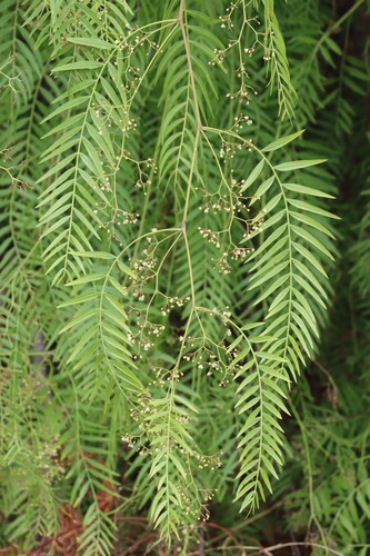 Schinus areira (Pepperina) — photo