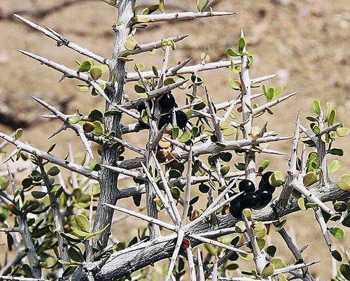Schinus johnstonii (Molle michi) — photo