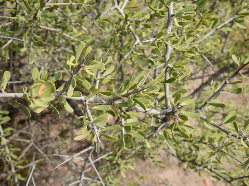 Schinus johnstonii (Molle michi) — photo