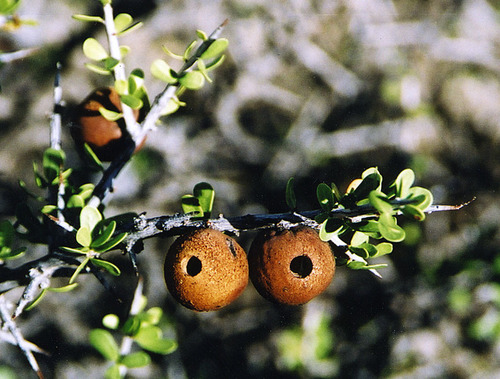 Schinus johnstonii